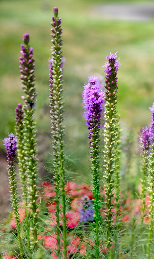 native plants